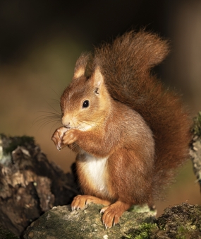 野生红松鼠图片